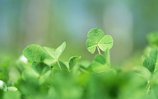 selective focus photography of three leaf clovers